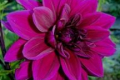 BABYLON PURPLE