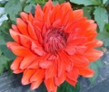 BABYLON RED