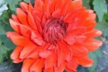 BABYLON RED