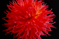 BLOOMQUIST FLIRT