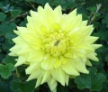 LEMON KISS