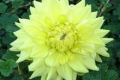 LEMON KISS
