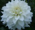BEAUCON WHITE