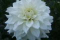 BEAUCON WHITE