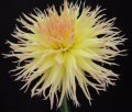 BLOOMQUIST DANDELION