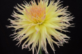 BLOOMQUIST DANDELION
