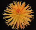 BLOOMQUIST TANGERINE