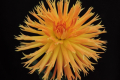 BLOOMQUIST TANGERINE