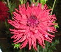 BLOOMQUIST QUILL