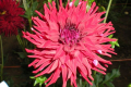 BLOOMQUIST QUILL