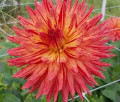 HOLLYHILL DRAGONFIRE