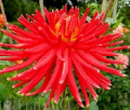 DEVON BLAZE