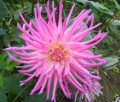 HOLLYHILL PINK SPIDER