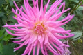 HOLLYHILL PINK SPIDER