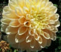 HONEYDEW