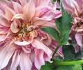 CAFE AU LAIT ROSE