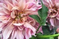 CAFE AU LAIT ROSE