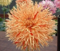REJMAN'S FIRECRACKER
