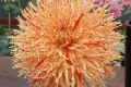 REJMAN'S FIRECRACKER