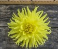 CHIMACUM JULIA