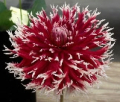 SANDIA WARBONNET