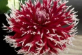 SANDIA WARBONNET