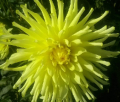 SKIPLEY MELLO YELLOW