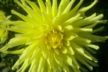 SKIPLEY MELLO YELLOW