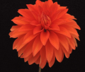 TABHOMA FLARE