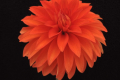 TABHOMA FLARE