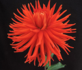 TAHOMA LACE
