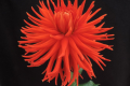 TAHOMA LACE