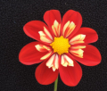 TAHOMA PIXIE