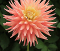 CLEARVIEW LILY