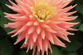 CLEARVIEW LILY