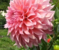 WYN'S PINK PEARL