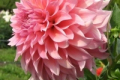 WYN'S PINK PEARL