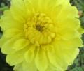 YELLOW PRESENT