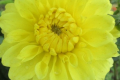 YELLOW PRESENT