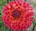 ALBERTA FLAME