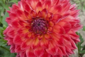 ALBERTA FLAME