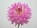 APRIL DAWN