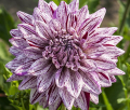 BLACKBERRY RIPPLE