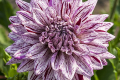 BLACKBERRY RIPPLE