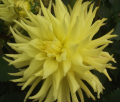 BLOOMQUIST ELLANORE