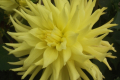 BLOOMQUIST ELLANORE