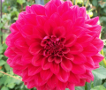 BROOKSIDE GENEVIEVE