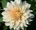 CAFE AU LAIT