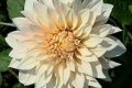 CAFE AU LAIT