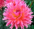 CORAL GYPSY